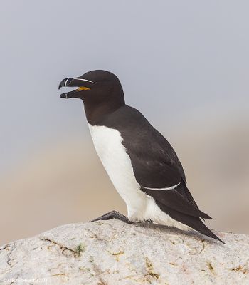 Razorbill43c3275.jpg
