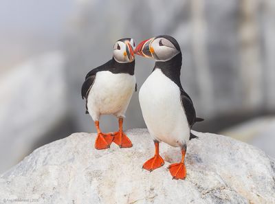 AtlanticPuffin55c3411.jpg