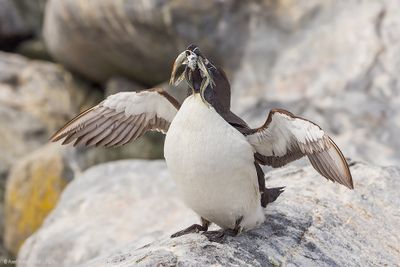 Razorbill44c6227.jpg