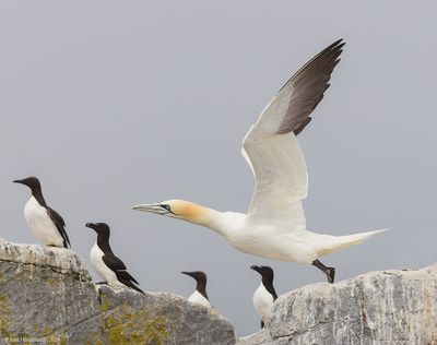 NorthernGannet45c9203.jpg
