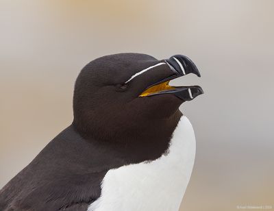 Razorbill45c8774.jpg