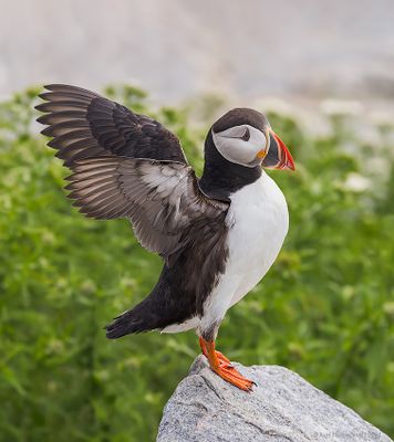 AtlanticPuffin56c8368.jpg