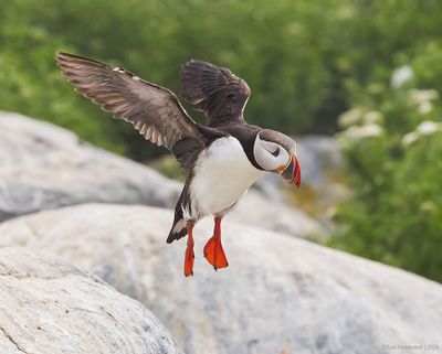 AtlanticPuffin57c7703.jpg