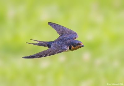 BarnSwallow71c1732.jpg