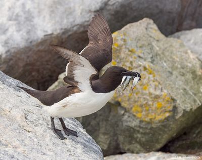 Razorbill46c6277.jpg