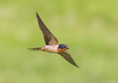 BarnSwallow72c1562.jpg