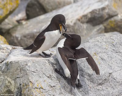 Razorbill47c4170.jpg