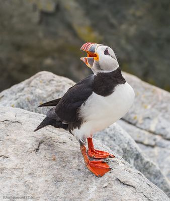 Atlantic Puffin