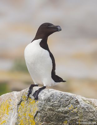 Razorbill