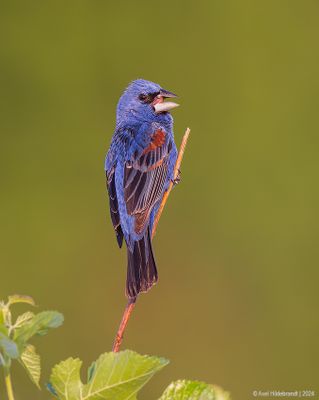 BlueGrosbeak09c2651.jpg