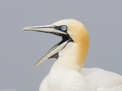 NorthernGannet46c5957.jpg