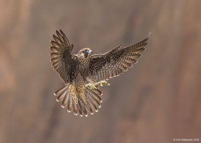 PeregrineFalcon04c1360.jpg