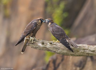 PeregrineFalcon05c0758.jpg