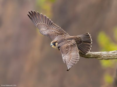 PeregrineFalcon06c2047.jpg