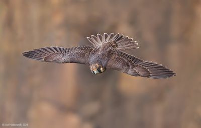 PeregrineFalcon07c9368.jpg