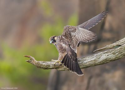 PeregrineFalcon08c8752.jpg