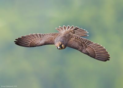 PeregrineFalcon09c2065.jpg