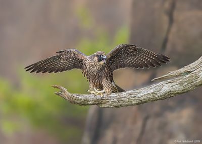 PeregrineFalcon10c8772.jpg