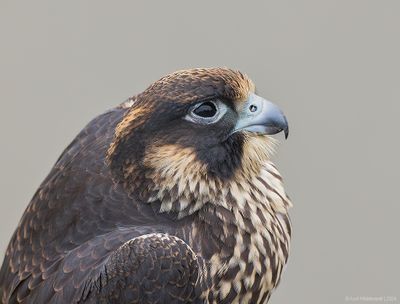 PeregrineFalcon11c9698.jpg