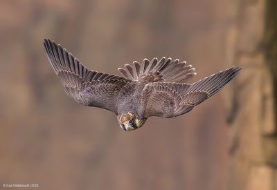 Peregrine Falcon