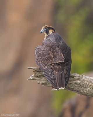 PeregrineFalcon13c9822.jpg