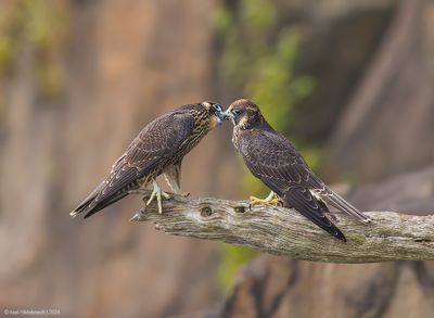 PeregrineFalcon14c0813.jpg