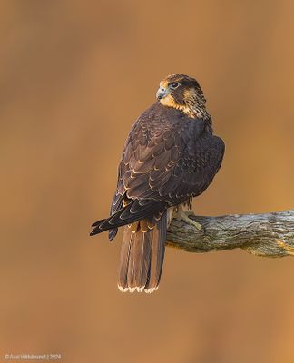 PeregrineFalcon15c3577.jpg