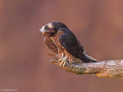 PeregrineFalcon16c2759.jpg