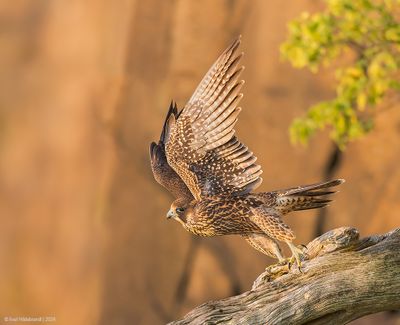 PeregrineFalcon17c3518.jpg