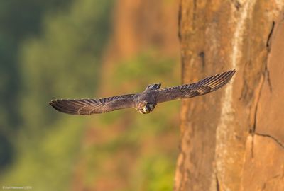 PeregrineFalcon18c3346.jpg