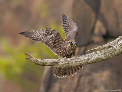 PeregrineFalcon19c1372.jpg