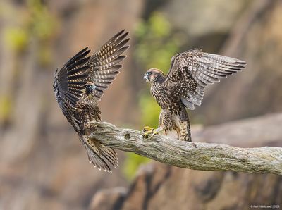 PeregrineFalcon20c2220.jpg