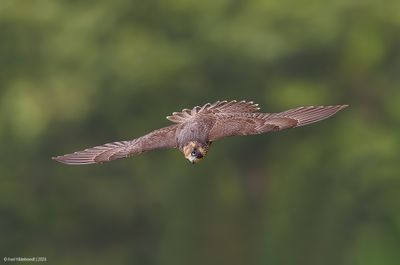 PeregrineFalcon21c9944.jpg