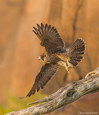 PeregrineFalcon22c3520.jpg