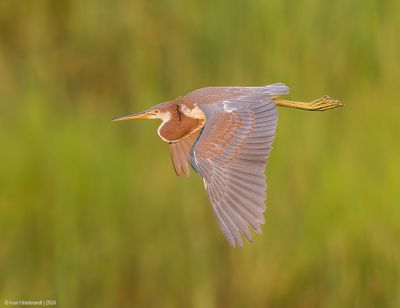 TricoloredHeron16c3895.jpg