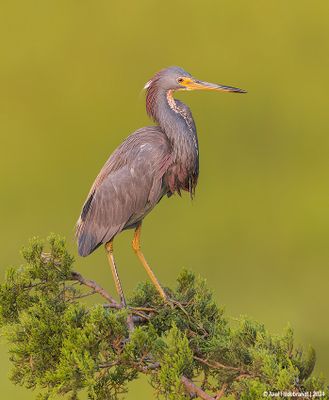 TricoloredHeron17c3970.jpg