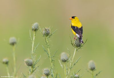 American Goldfinch