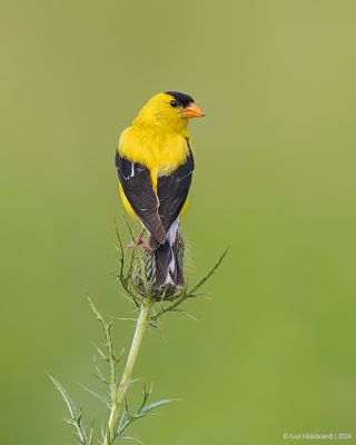 AmericanGoldfinch120c5027.jpg