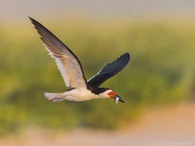 BlackSkimmer187c6606.jpg