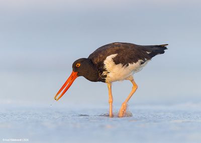 AmericanOystercatcher156c6209.jpg