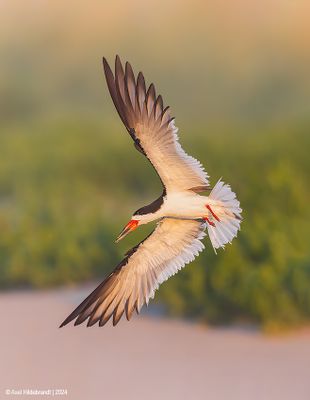 BlackSkimmer188c6406.jpg