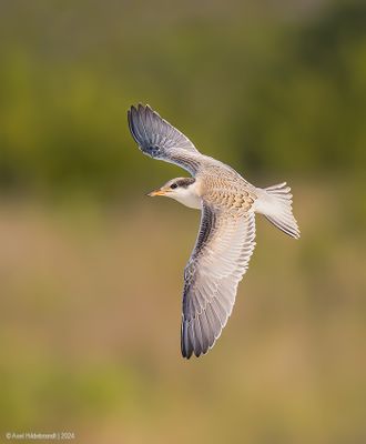 CommonTern219c7798.jpg