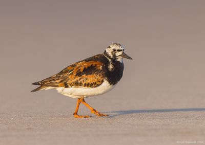 RuddyTurnstone43c7201.jpg
