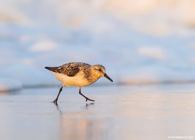 Sanderling