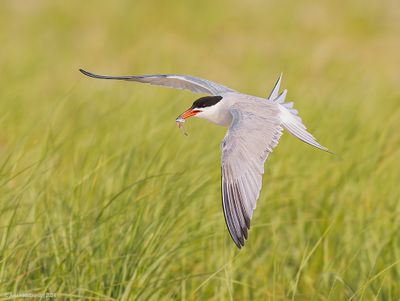 CommonTern221c4279.jpg