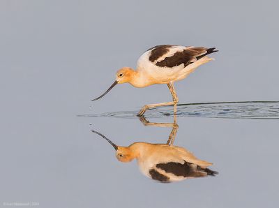 American Avocet