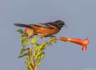 Orchard Oriole