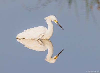 SnowyEgret40c0743.jpg