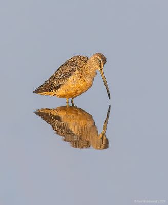 Long-billedDowitcher01c0226.jpg