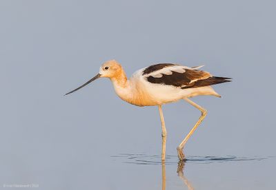 AmericanAvocet03c9667.jpg